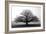 Tree in the Mist-null-Framed Premium Photographic Print