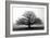 Tree in the Mist-null-Framed Premium Photographic Print