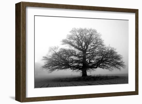 Tree in the Mist-null-Framed Premium Photographic Print