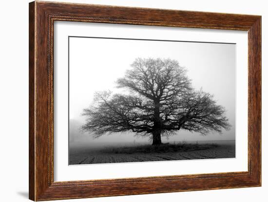 Tree in the Mist-null-Framed Premium Photographic Print