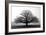 Tree in the Mist-null-Framed Premium Photographic Print