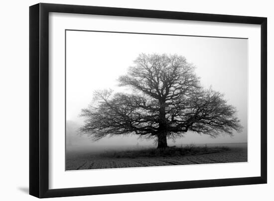 Tree in the Mist-null-Framed Premium Photographic Print