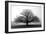 Tree in the Mist-null-Framed Premium Photographic Print