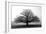 Tree in the Mist-null-Framed Premium Photographic Print