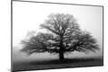 Premium Photographic Print