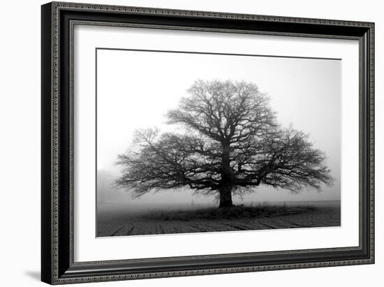 Tree in the Mist-null-Framed Premium Photographic Print