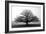 Tree in the Mist-null-Framed Premium Photographic Print