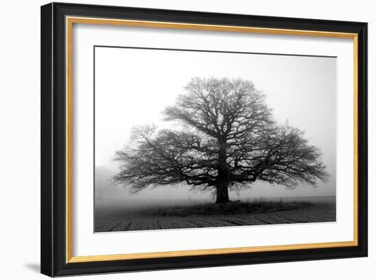 Tree in the Mist-null-Framed Premium Photographic Print