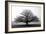 Tree in the Mist-null-Framed Premium Photographic Print