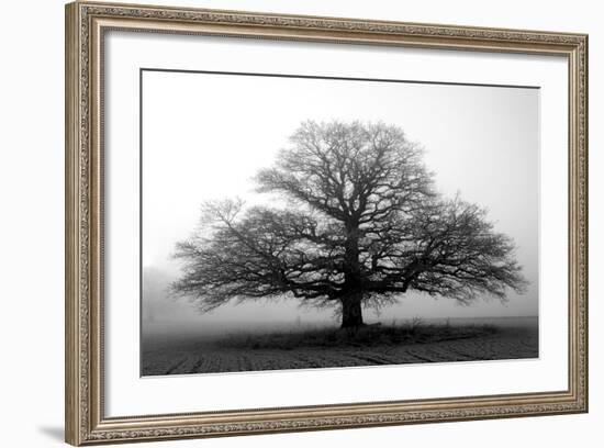 Tree in the Mist-null-Framed Premium Photographic Print