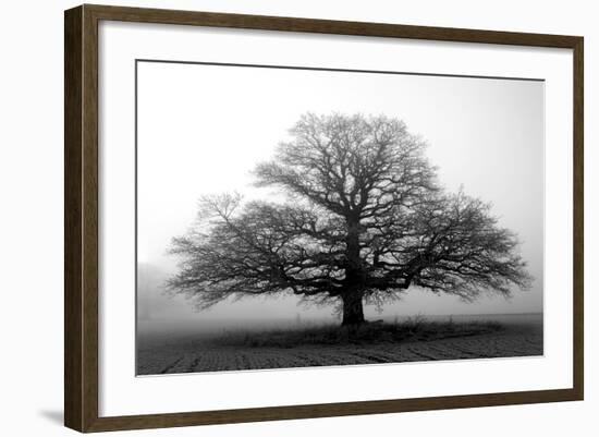 Tree in the Mist-null-Framed Premium Photographic Print