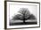 Tree in the Mist-null-Framed Premium Photographic Print