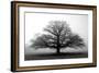 Tree in the Mist-null-Framed Photographic Print