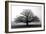 Tree in the Mist-null-Framed Photographic Print