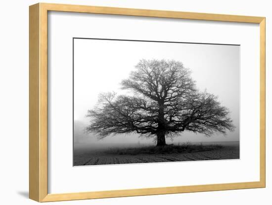 Tree in the Mist-null-Framed Photographic Print