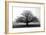 Tree in the Mist-null-Framed Photographic Print