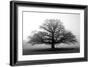 Tree in the Mist-null-Framed Photographic Print