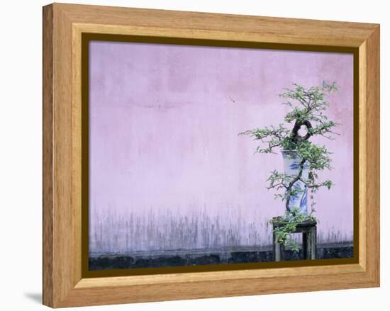 Tree in Vase and Pink Wall-Paul Souders-Framed Premier Image Canvas