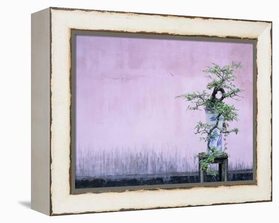 Tree in Vase and Pink Wall-Paul Souders-Framed Premier Image Canvas