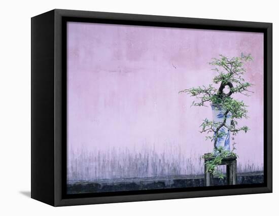 Tree in Vase and Pink Wall-Paul Souders-Framed Premier Image Canvas
