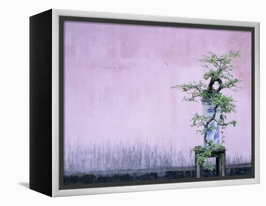 Tree in Vase and Pink Wall-Paul Souders-Framed Premier Image Canvas