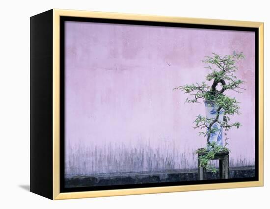 Tree in Vase and Pink Wall-Paul Souders-Framed Premier Image Canvas