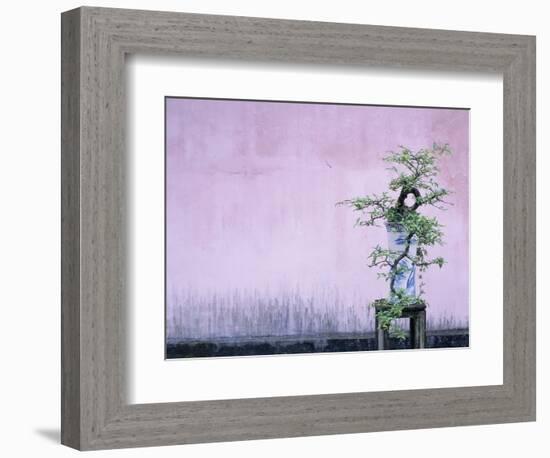 Tree in Vase and Pink Wall-Paul Souders-Framed Photographic Print