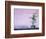 Tree in Vase and Pink Wall-Paul Souders-Framed Photographic Print