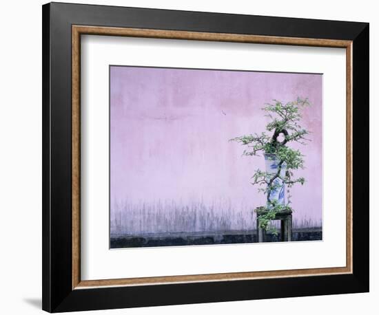 Tree in Vase and Pink Wall-Paul Souders-Framed Photographic Print