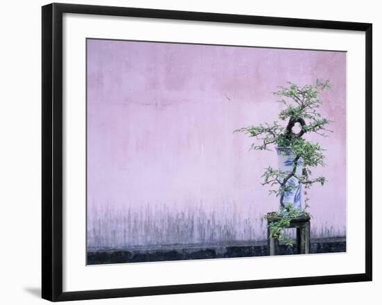 Tree in Vase and Pink Wall-Paul Souders-Framed Photographic Print