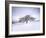 Tree in Winter Snow, North York Moors National Park, North Yorkshire, England-Gary Cook-Framed Photographic Print