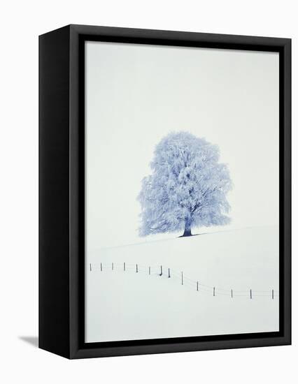 Tree in winter-Herbert Kehrer-Framed Premier Image Canvas