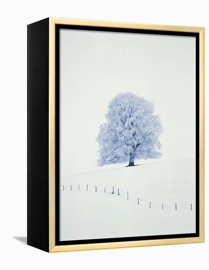 Tree in winter-Herbert Kehrer-Framed Premier Image Canvas