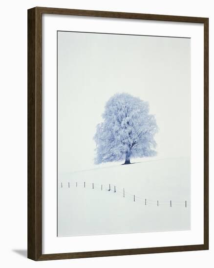 Tree in winter-Herbert Kehrer-Framed Photographic Print