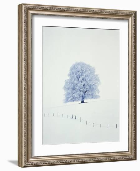 Tree in winter-Herbert Kehrer-Framed Photographic Print