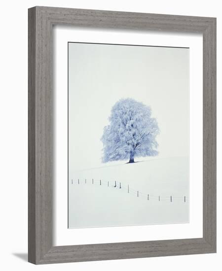 Tree in winter-Herbert Kehrer-Framed Photographic Print