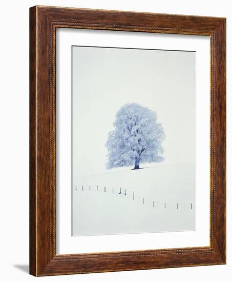 Tree in winter-Herbert Kehrer-Framed Photographic Print