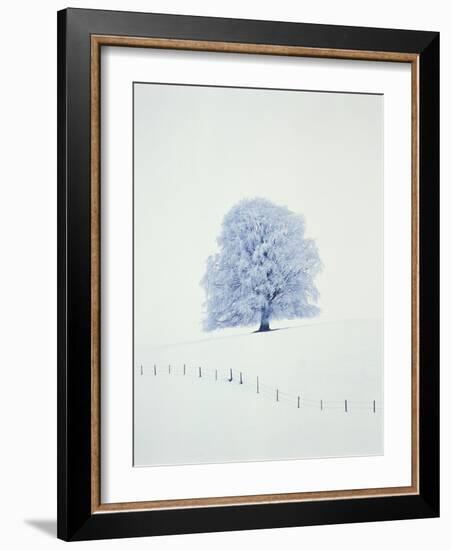 Tree in winter-Herbert Kehrer-Framed Photographic Print