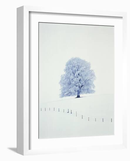 Tree in winter-Herbert Kehrer-Framed Photographic Print