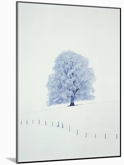 Tree in winter-Herbert Kehrer-Mounted Photographic Print