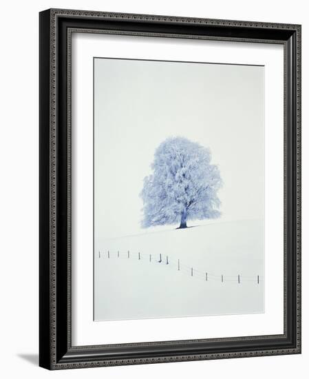 Tree in winter-Herbert Kehrer-Framed Photographic Print