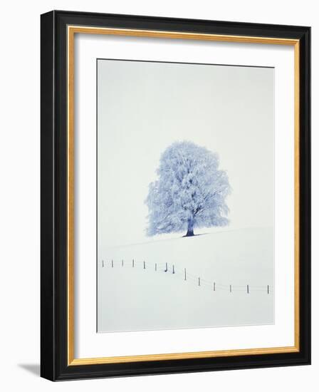 Tree in winter-Herbert Kehrer-Framed Photographic Print