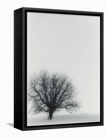 Tree In Winter-Cristina-Framed Premier Image Canvas