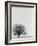 Tree In Winter-Cristina-Framed Photographic Print