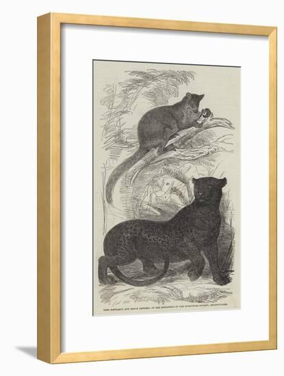Tree Kangaroo and Black Leopard, in the Menagerie of the Zoological Society, Regent'S-Park-null-Framed Giclee Print