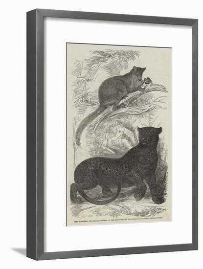 Tree Kangaroo and Black Leopard, in the Menagerie of the Zoological Society, Regent'S-Park-null-Framed Giclee Print