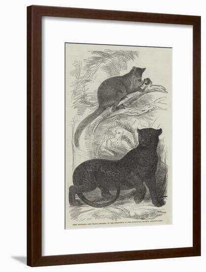 Tree Kangaroo and Black Leopard, in the Menagerie of the Zoological Society, Regent'S-Park-null-Framed Giclee Print