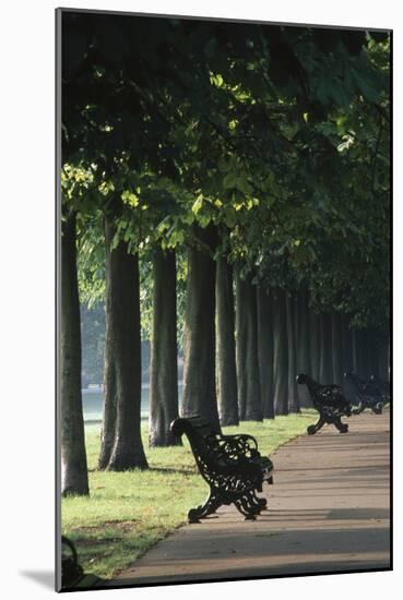 Tree Lined Avenue, Greenwich Park, London. Landscaped by Andre Le Notre for Charles Ii-Richard Turpin-Mounted Photographic Print