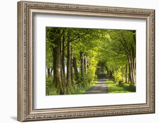 Tree lined avenue in spring time, Dartmoor National Park, Devon, England. Spring (May) 2016.-Adam Burton-Framed Photographic Print