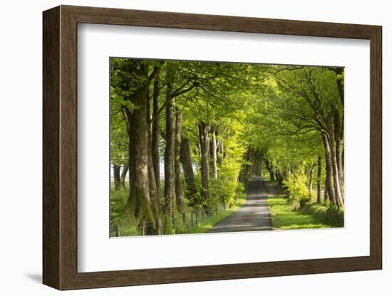 Tree lined avenue in spring time, Dartmoor National Park, Devon, England. Spring (May) 2016.-Adam Burton-Framed Photographic Print